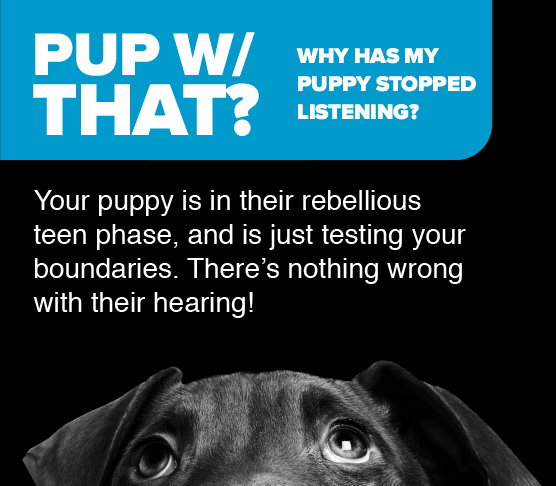 Pup with that? Why has my puppy stopped listening? Your puppy is in their rebellious teen phase, and is just testing your boundaries. There’s nothing wrong with their hearing!