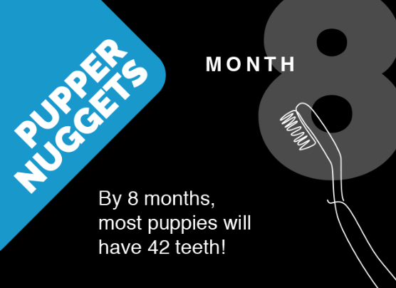 Pupper nuggets. Month 8 - By 8 months, most puppies will have 42 teeth!